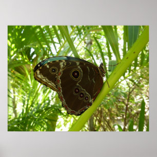 Blue Morpho Butterfly Tropische Natuur Fotografie Poster