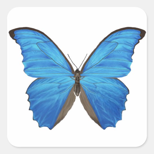 Blue Morpho Butterfly Vierkante Sticker (Voorkant)