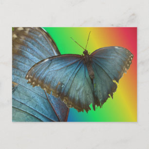 Blue Morpho Butterfly & Wing DIY Briefkaart