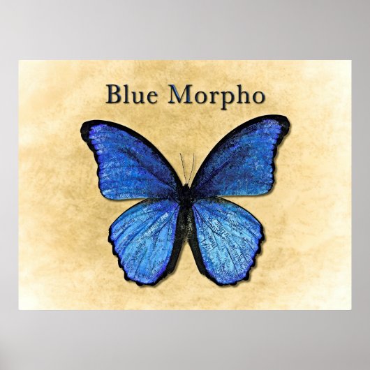 Blue Morpho Illustration Poster (Voorkant)