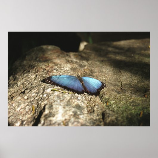 Blue Morpho, Niagara Parks, Canada Poster (Voorkant)