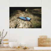 Blue Morpho, Niagara Parks, Canada Poster (Keuken)