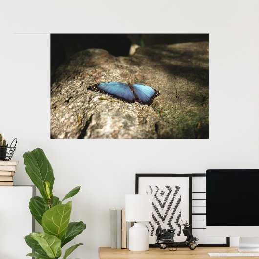 Blue Morpho, Niagara Parks, Canada Poster (Thuiskantoor)
