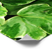 Blue Morpho Print (Hoek)