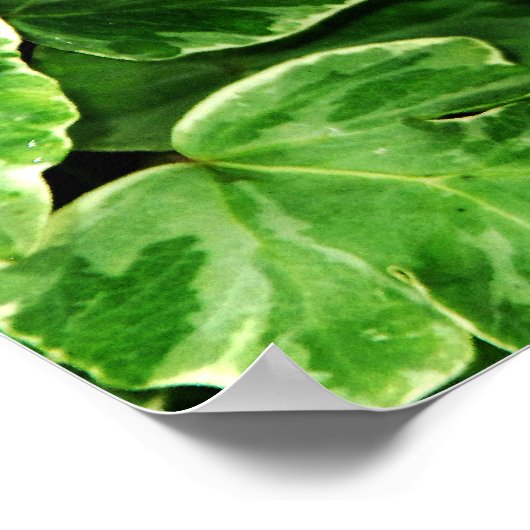 Blue Morpho Print (Hoek)