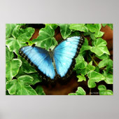Blue Morpho Print (Voorkant)