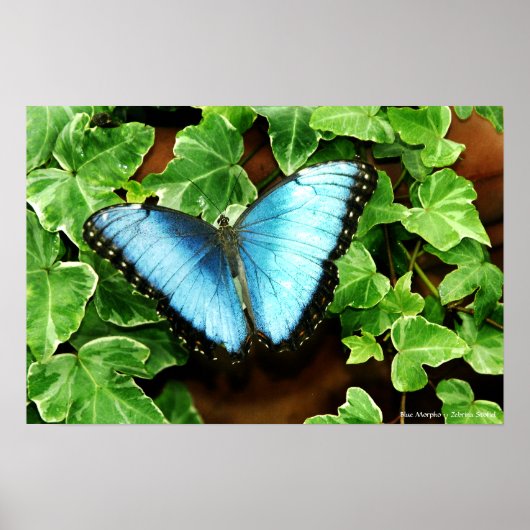 Blue Morpho Print (Voorkant)