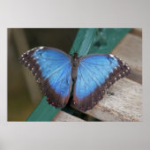 Blue Morpho Print (Voorkant)