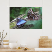 Blue Morphos Poster -36x24 - andere beschikbare fo (Keuken)
