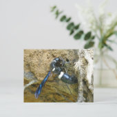 Blue Mud Dauber Wasp Briefkaart (Staand voorkant)