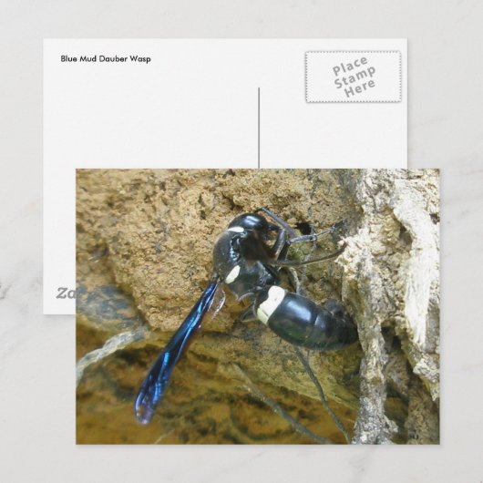 Blue Mud Dauber Wasp Briefkaart (Voorkant / Achterkant)