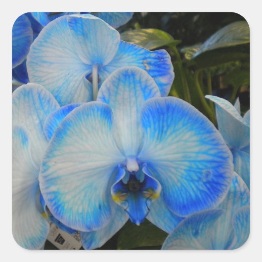 Blue Mystique Orchid II-Stickers Vierkante Sticker (Voorkant)