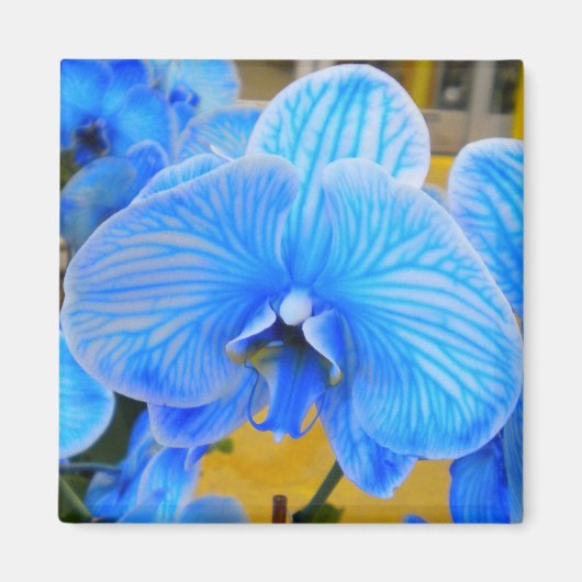 Blue Mystique Orchid Magnet (Voorkant)