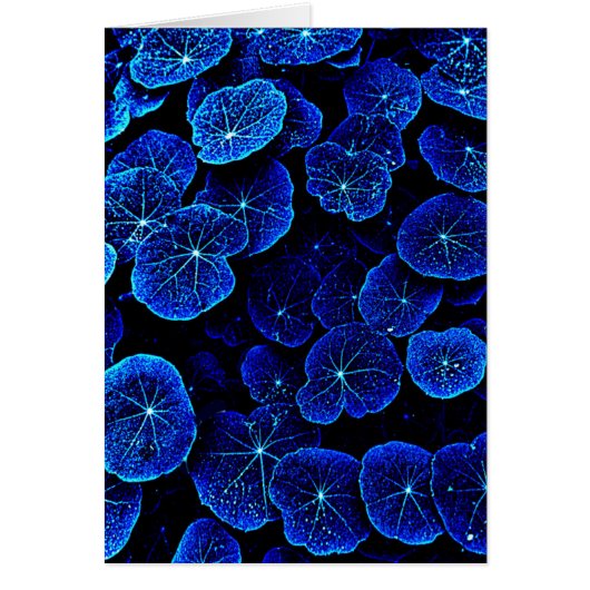 Blue Nasturtium leaves flower card (Voorkant)