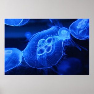 Blue Neon Jellyfish Poster