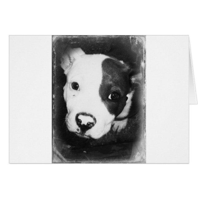 Blue Nose Pitbull Puppy (Voorkant Horizontaal)