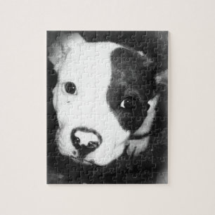 Blue Nose Pitbull Puppy Legpuzzel
