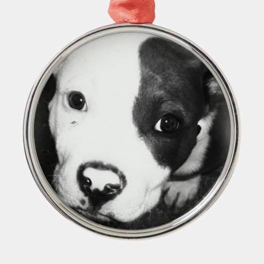 Blue Nose Pitbull Puppy Metalen Ornament (Voorkant)