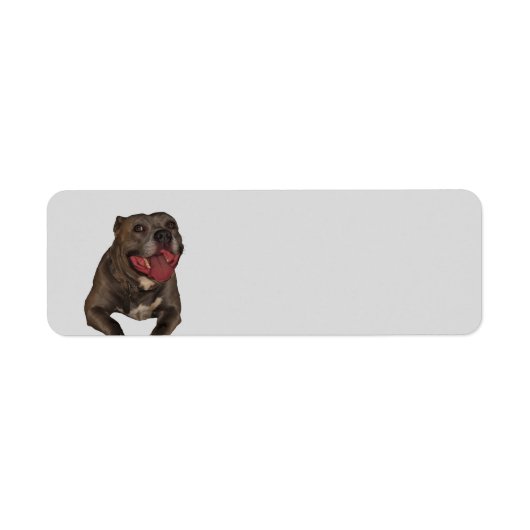 Blue Nose Pitbull Return Address Labels (Voorkant)