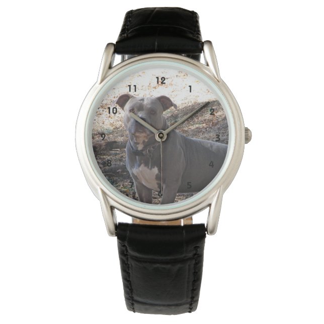 Blue Nose Pitbull Watch Horloge (Voorkant)