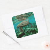 Blue ocean sea turtle swimming sticker (Envelop)