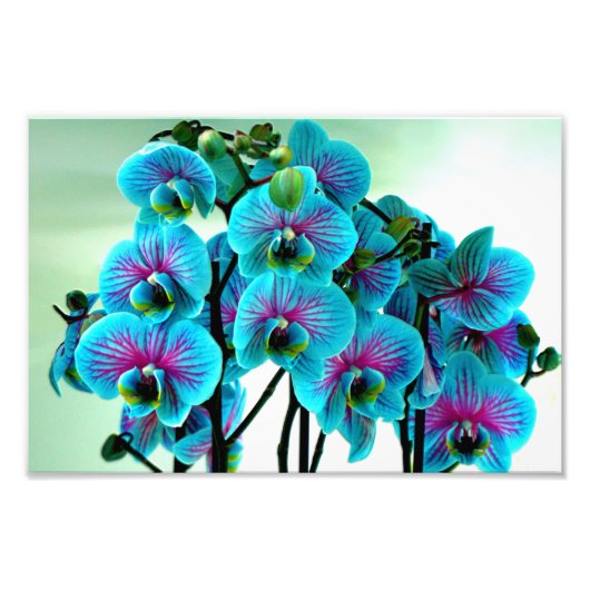 Blue Orchid Flower Bouquet Foto Afdruk (Voorkant)