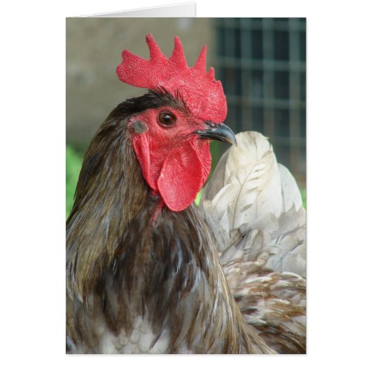 Blue Orpington Rooster (Voorkant)