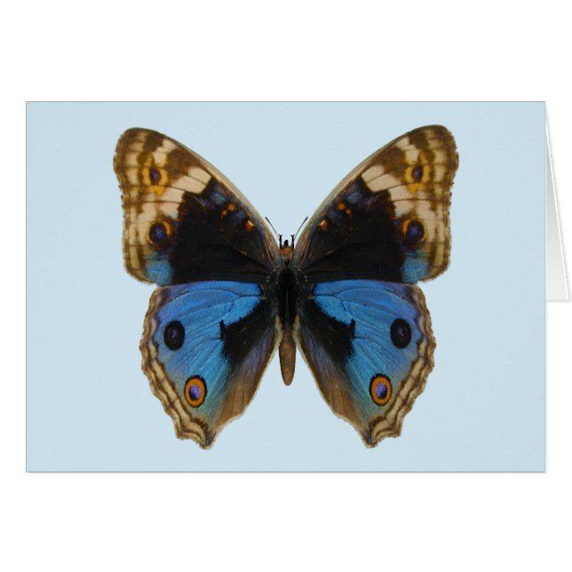 Blue Pansy Butterfly (Voorkant Horizontaal)