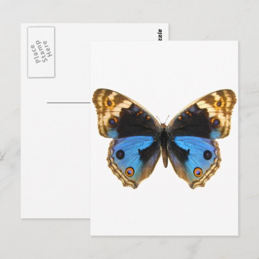 Blue Pansy Butterfly Briefkaart (Voorkant / Achterkant)