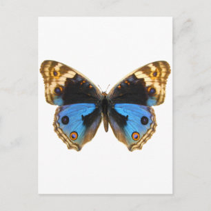 Blue Pansy Butterfly Briefkaart