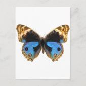 Blue Pansy Butterfly Briefkaart (Voorkant)