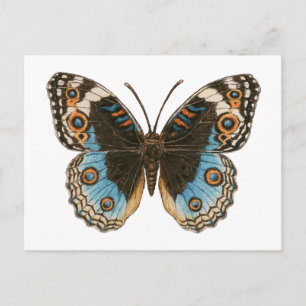 Blue Pansy Butterfly Briefkaart