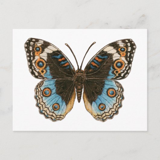 Blue Pansy Butterfly Briefkaart (Voorkant)
