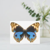 Blue Pansy Butterfly Briefkaart (Staand voorkant)