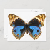 Blue Pansy Butterfly Briefkaart (Voorkant / Achterkant)