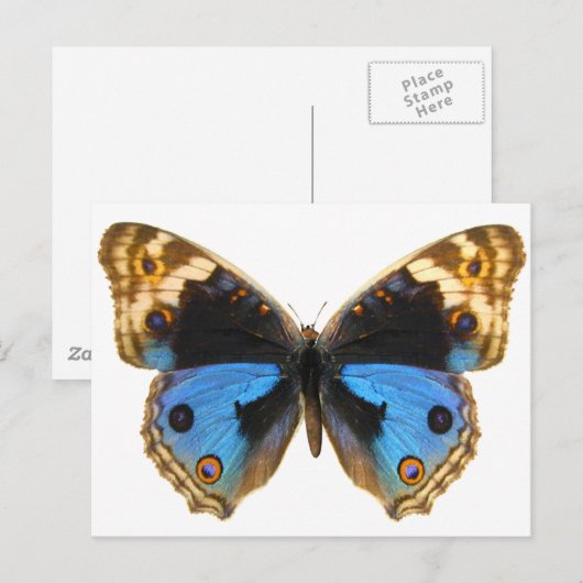 Blue Pansy Butterfly Briefkaart (Voorkant / Achterkant)