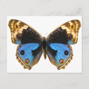 Blue Pansy Butterfly Briefkaart