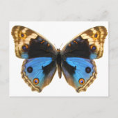 Blue Pansy Butterfly Briefkaart (Voorkant)