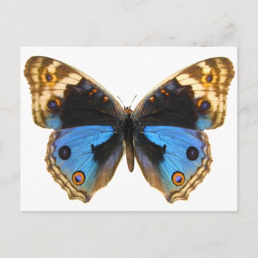 Blue Pansy Butterfly Briefkaart (Voorkant)