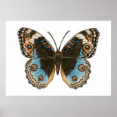Blue Pansy Butterfly Poster (Voorkant)