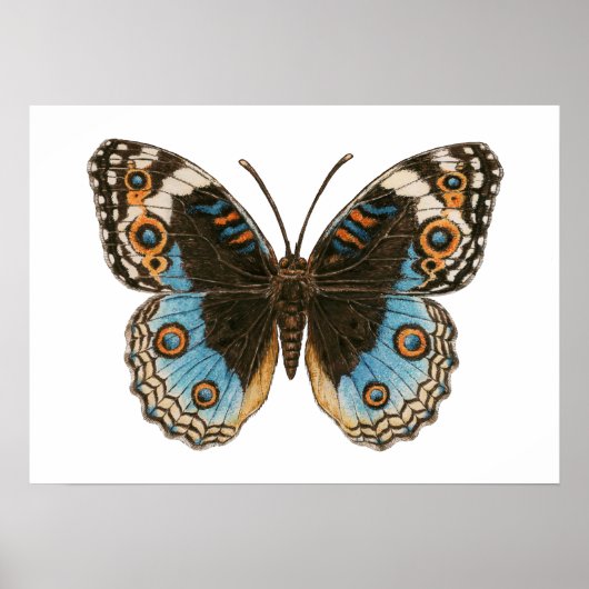 Blue Pansy Butterfly Poster (Voorkant)