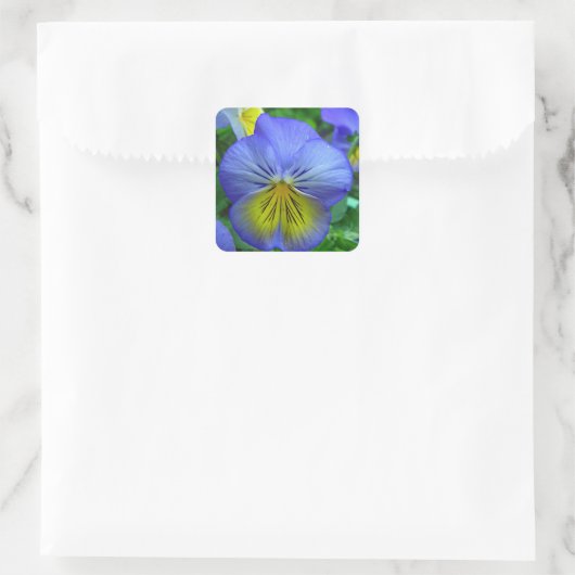 Blue Pansy Vierkante Sticker (Tas)