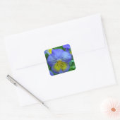 Blue Pansy Vierkante Sticker (Envelop)