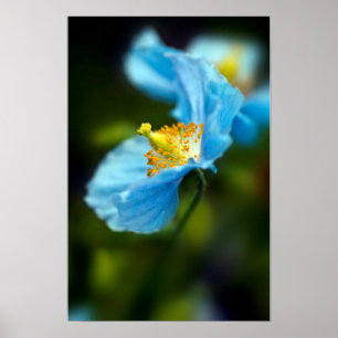 Blue Papaverposter Poster