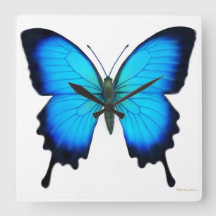 Blue Papilio Ulysses Butterfly Wall klok