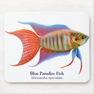 Blue Paradise Fish Mousepad Muismat
