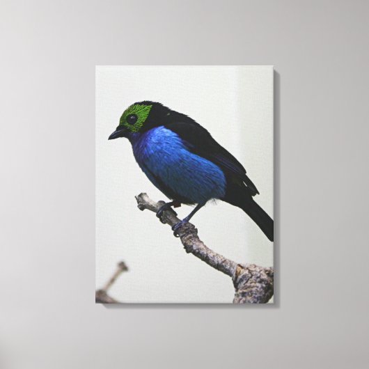 Blue Paradise Tanger Wrapped Canvas Afdruk (Voorkant)