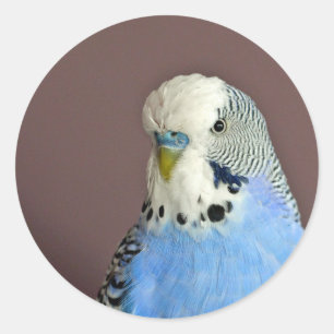 Blue Paraket Photo Classic Round Sticker