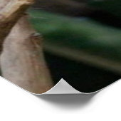 Blue Parrot photo Poster (Hoek)