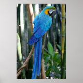 Blue Parrot photo Poster (Voorkant)